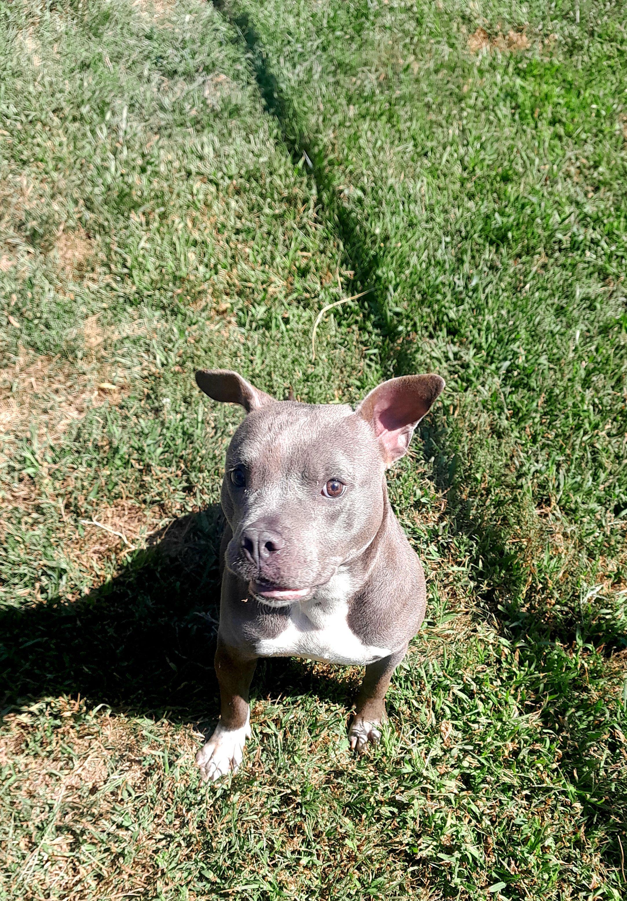 Xena, a Adoptable mixed breed in Mishawaka, IN image 2/5