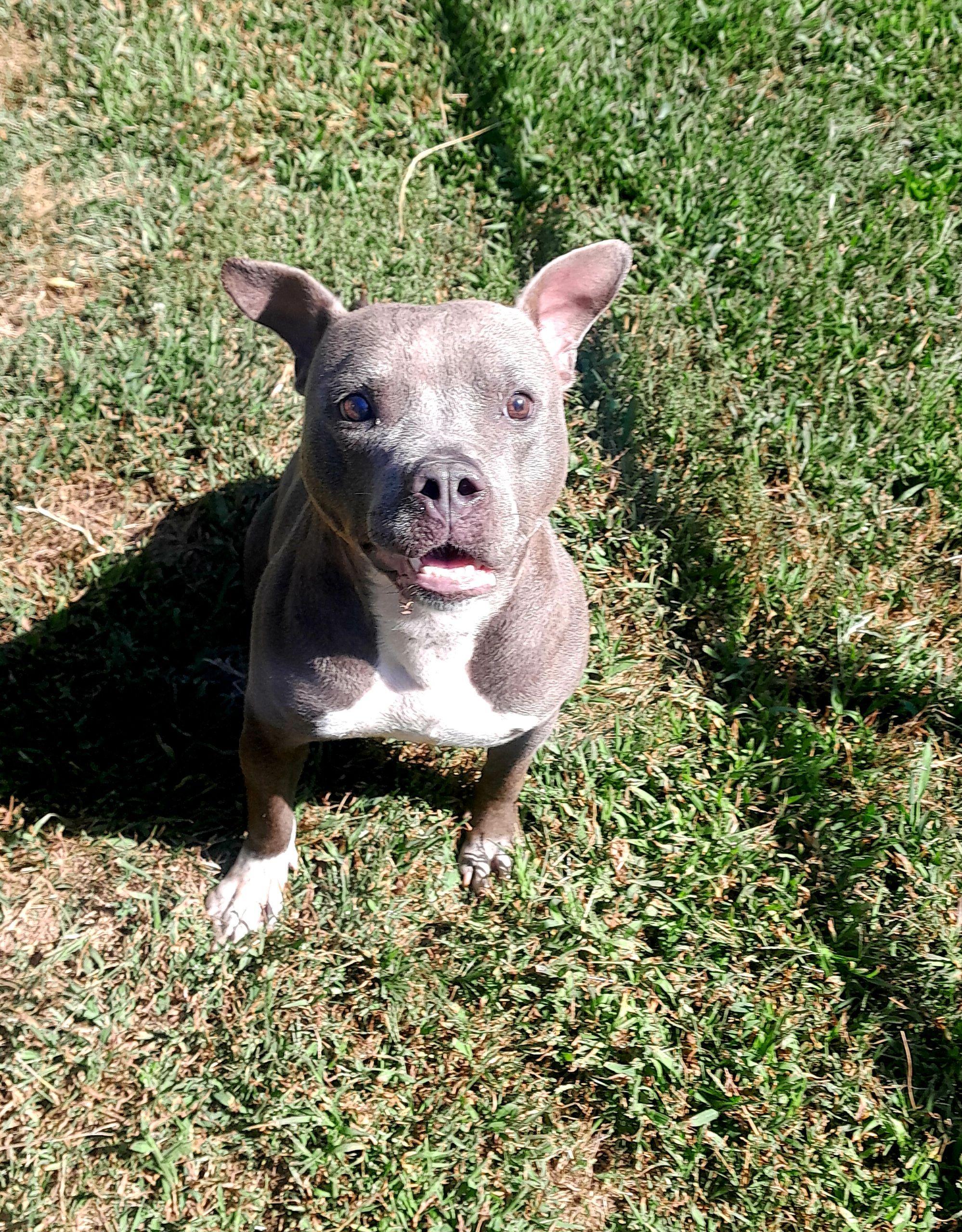 Xena, a Adoptable mixed breed in Mishawaka, IN image 5/5