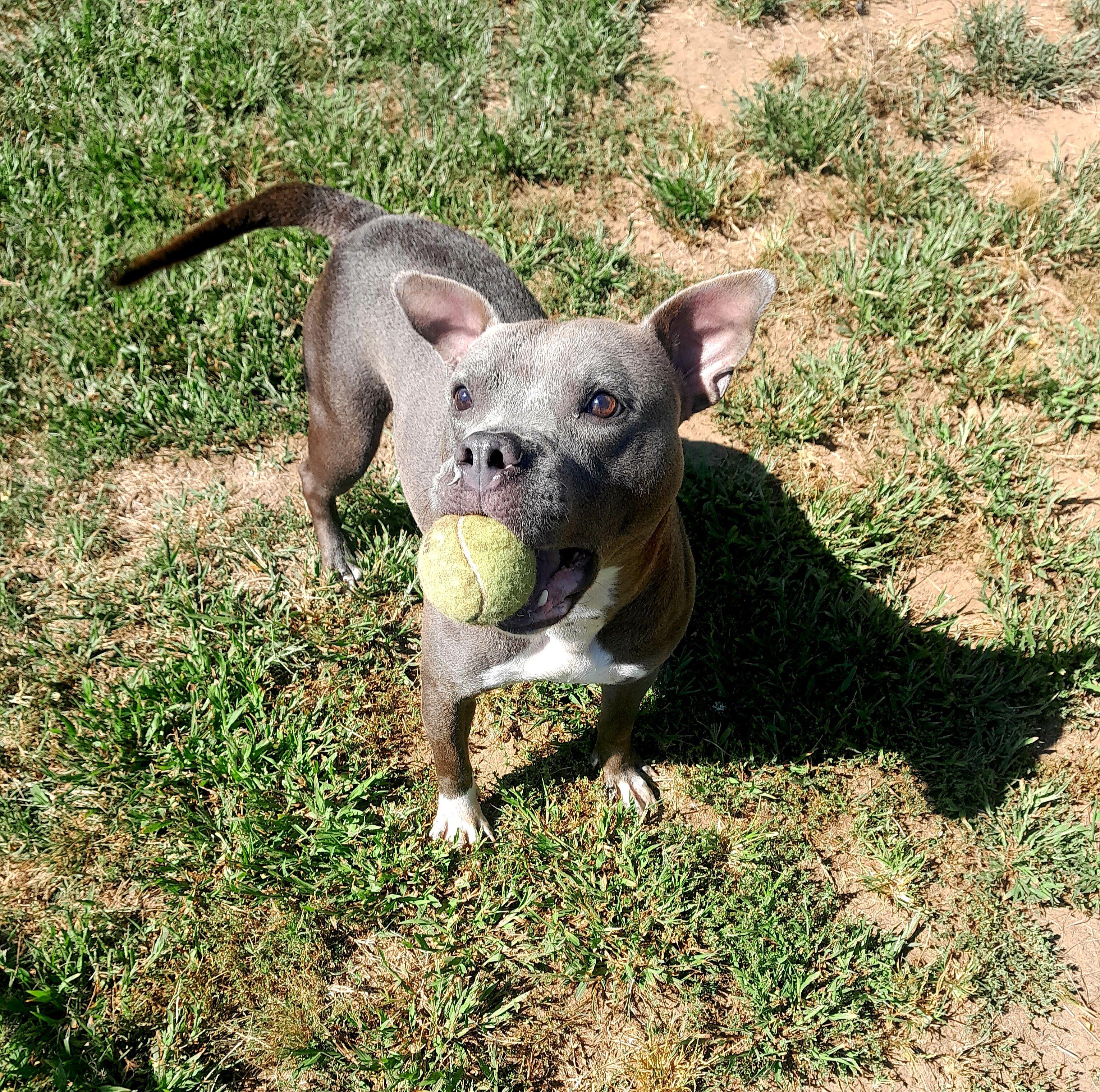 Xena, Adoptable, Adult Female Mixed Breed.