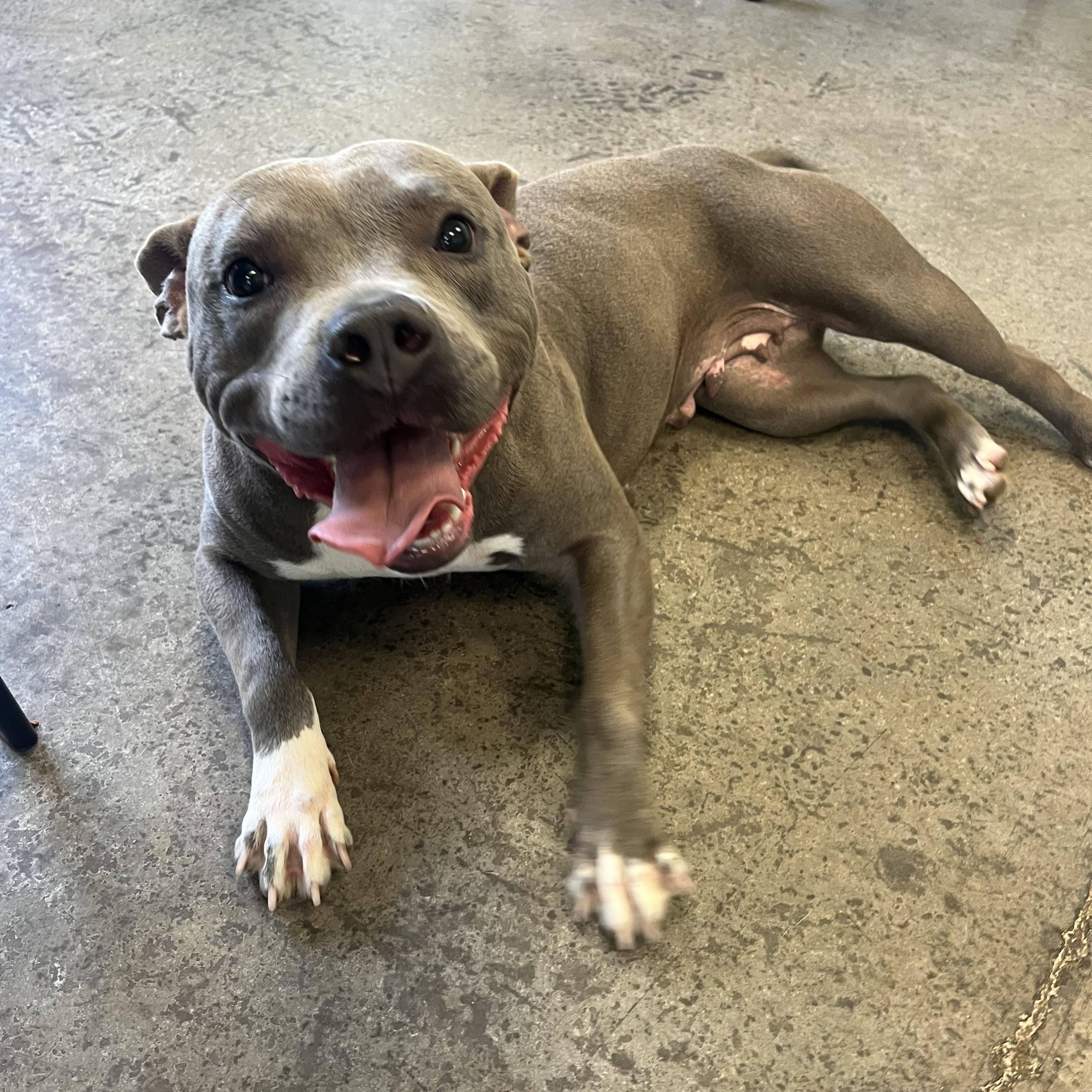 Xena, a Adoptable mixed breed in Mishawaka, IN image 3/5