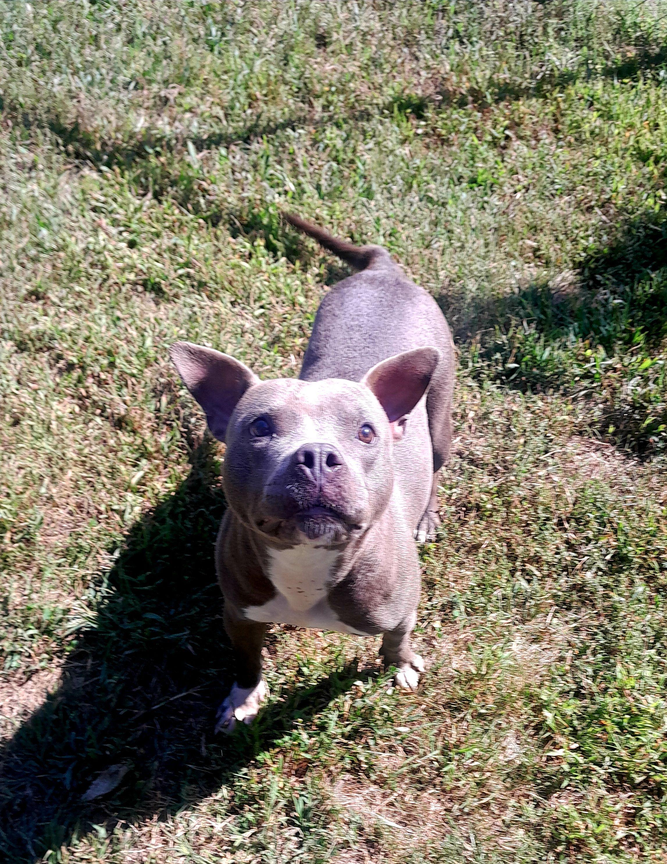 Xena, a Adoptable mixed breed in Mishawaka, IN image 4/5