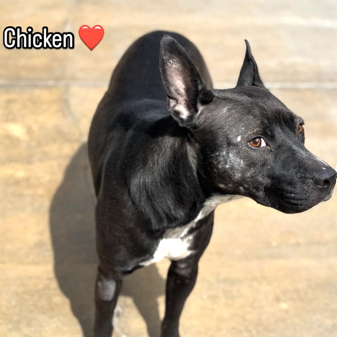 Enlarge Chicken, a Adoptable mixed breed in Burbank, CA image 2/3