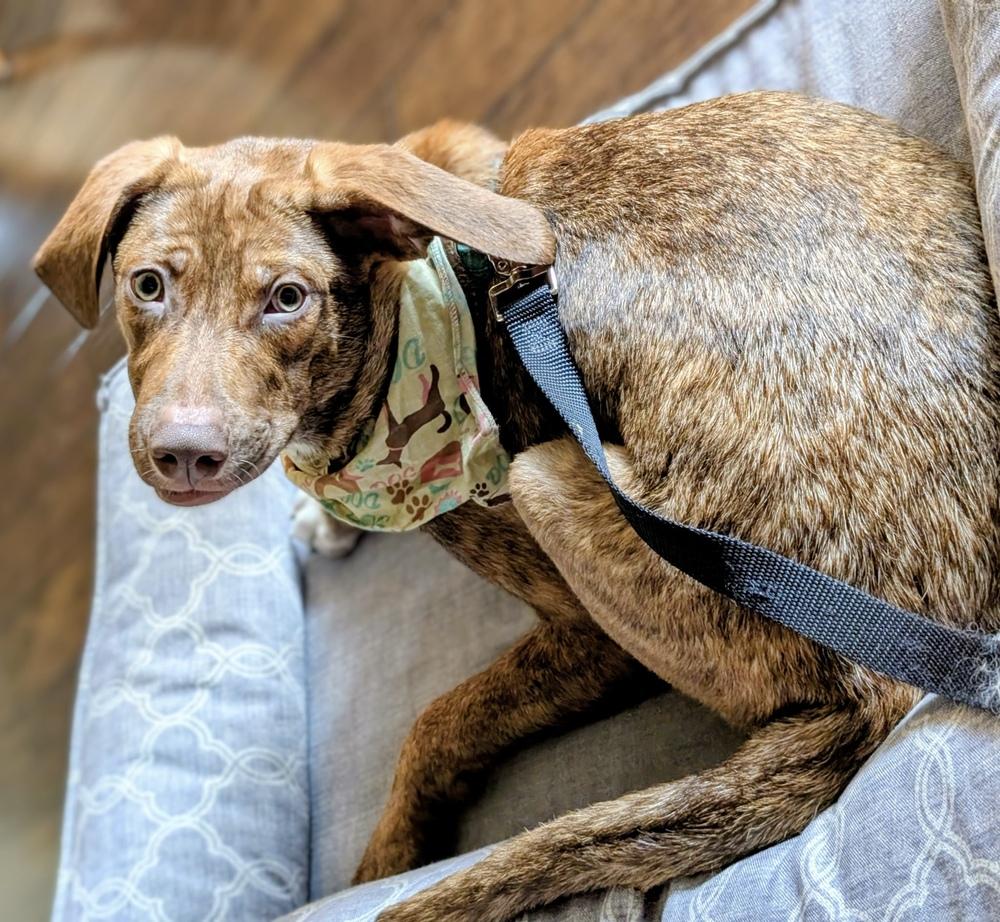 Enlarge Simon, a Adoptable mixed breed in Escondido, CA image 1/6