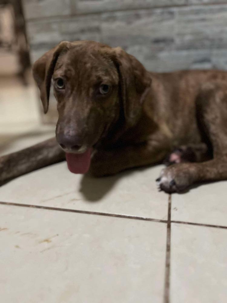 Enlarge Simon, a Adoptable mixed breed in Escondido, CA image 3/6