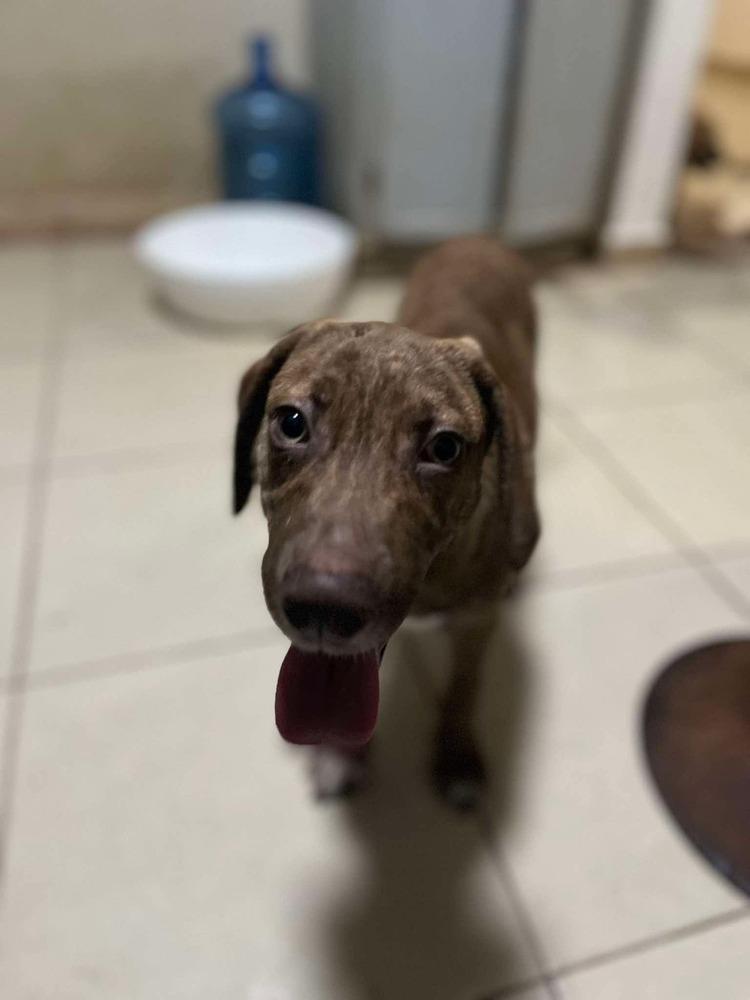 Enlarge Simon, a Adoptable mixed breed in Escondido, CA image 4/6