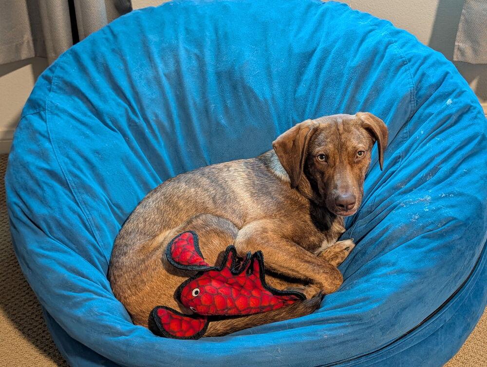 Enlarge Simon, a Adoptable mixed breed in Escondido, CA image 5/6