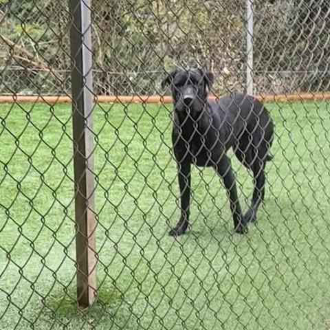 Enzo, Adoptable, Adult Male Shepherd.