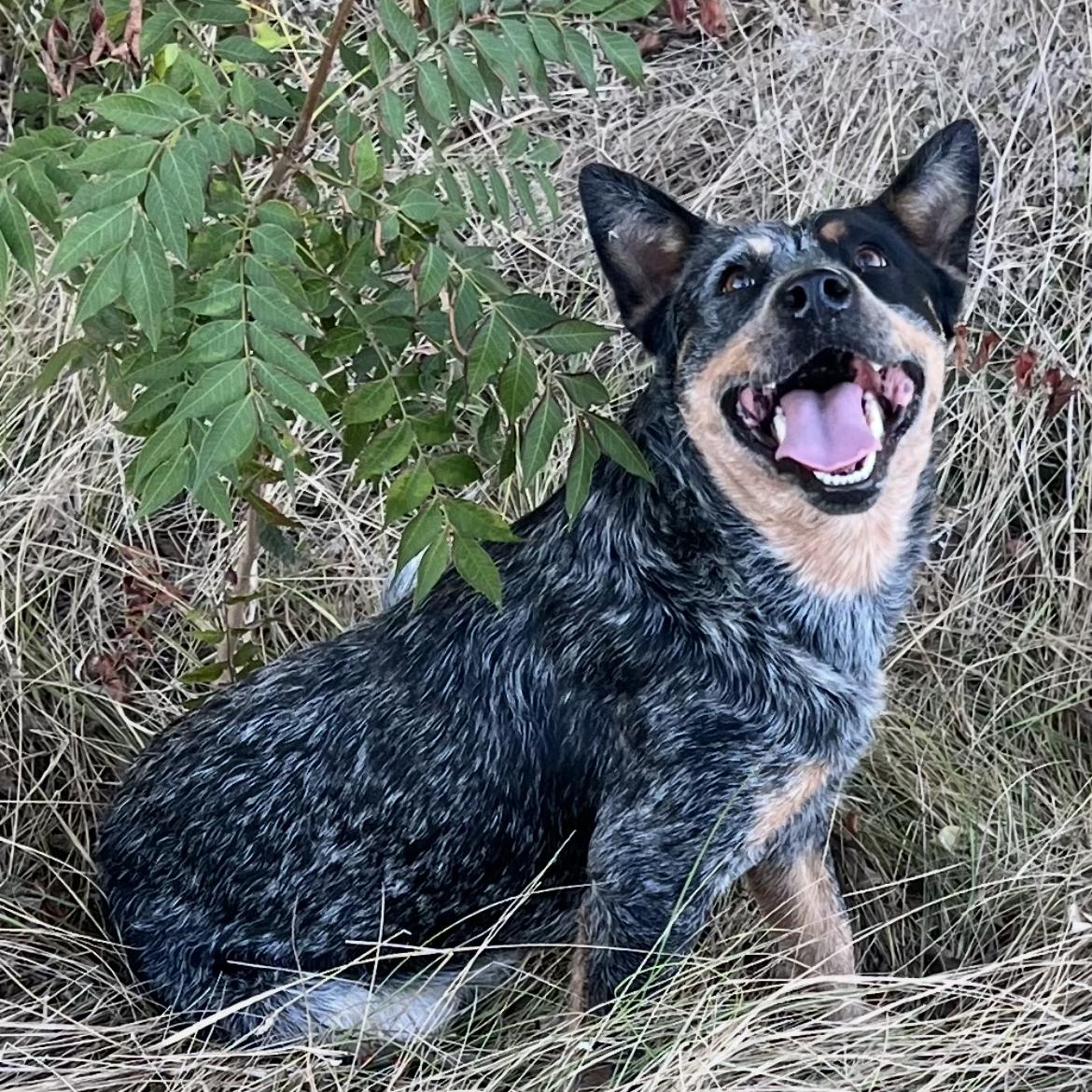 SADIE, adopted, Adult Female Cattle Dog.