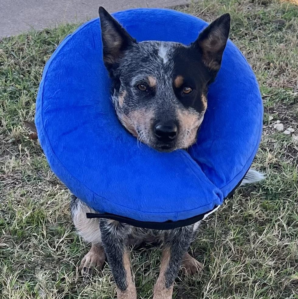 SADIE, an adopted Cattle Dog in Burleson, TX image 2/4