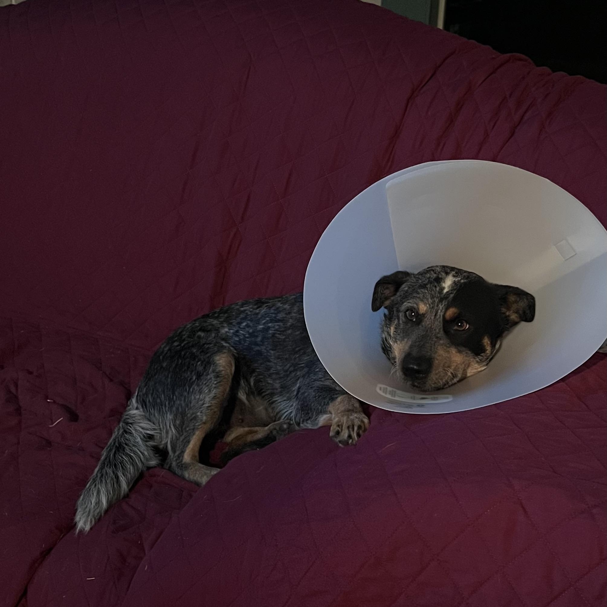 SADIE, an adopted Cattle Dog in Burleson, TX image 3/4