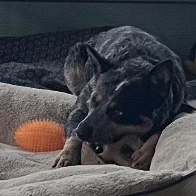 SADIE, an adopted Cattle Dog in Burleson, TX image 4/4