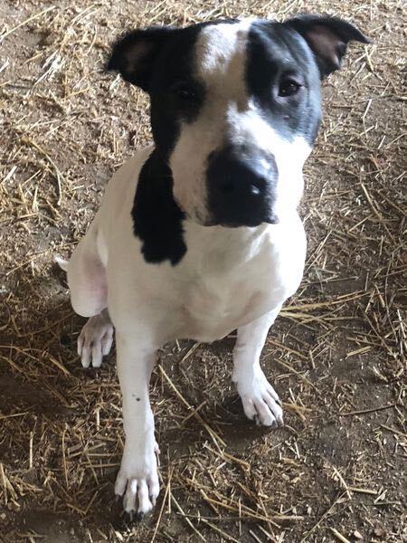 DANTE, a Adoptable mixed breed image 1/4