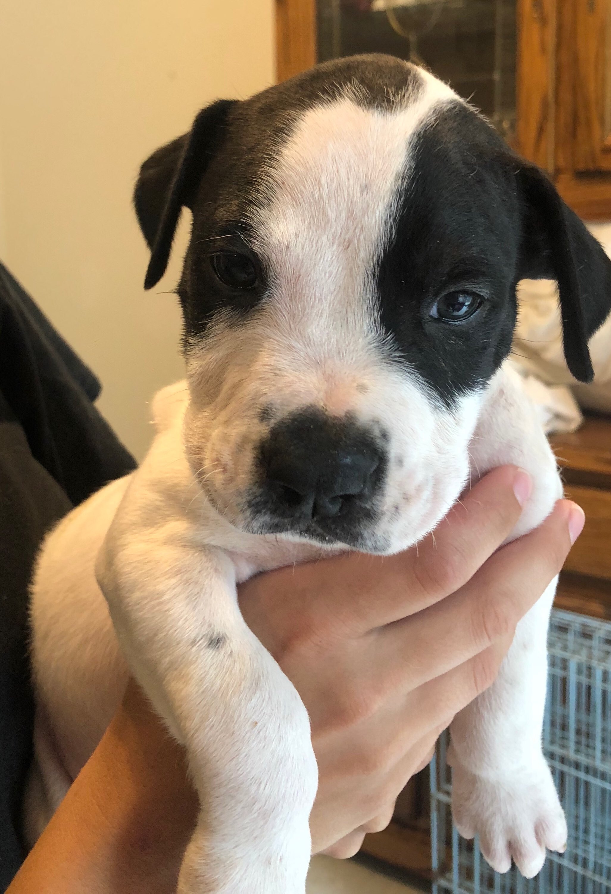 DANTE, a Adoptable mixed breed image 2/4