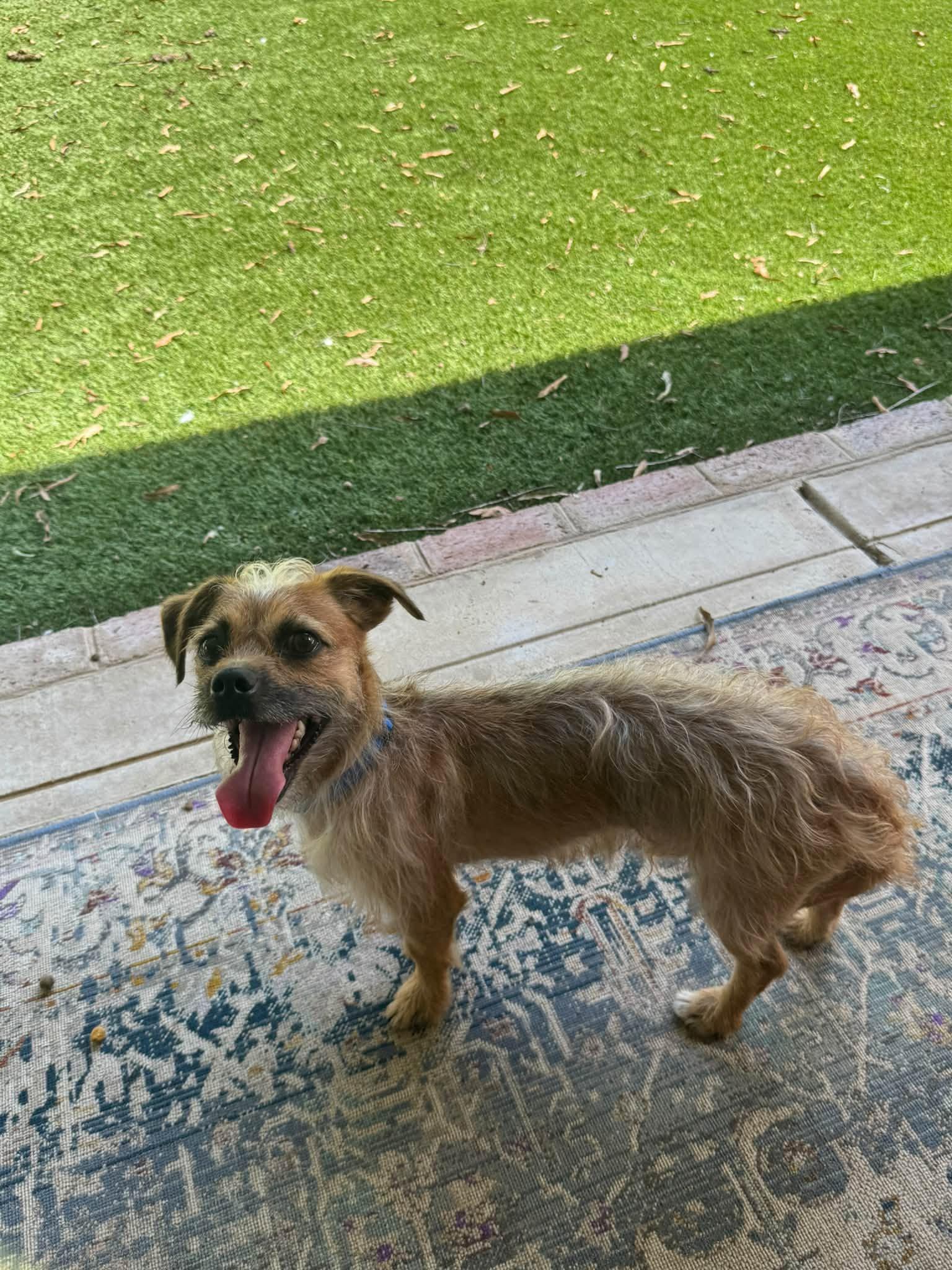 Bootstrap, Adoptable, Young Male Mixed Breed & Chihuahua.