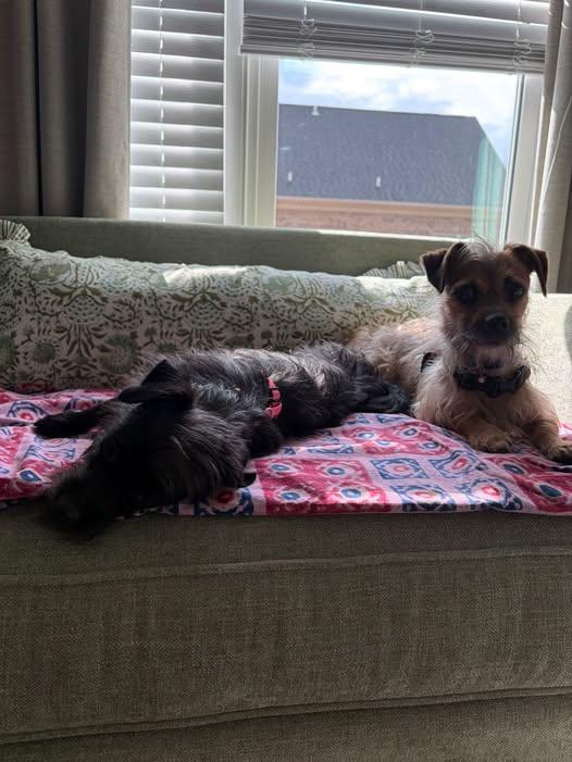 Enlarge Bootstrap, a Adopted mixed breed in Matthews, NC image 2/3