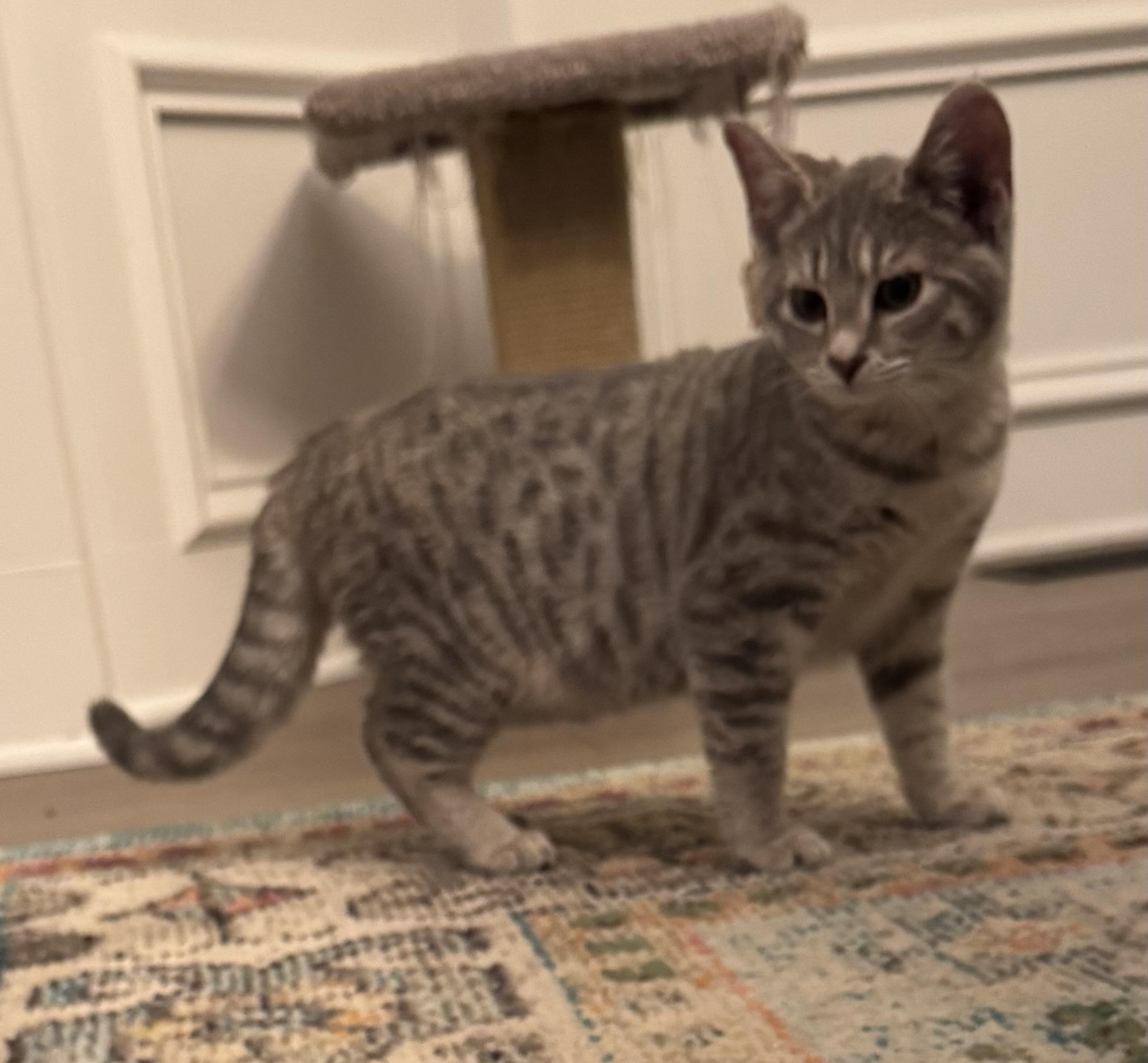 Charlotte , a ADOPTABLE Domestic Short Hair in Bonney Lake, WA image 1/5