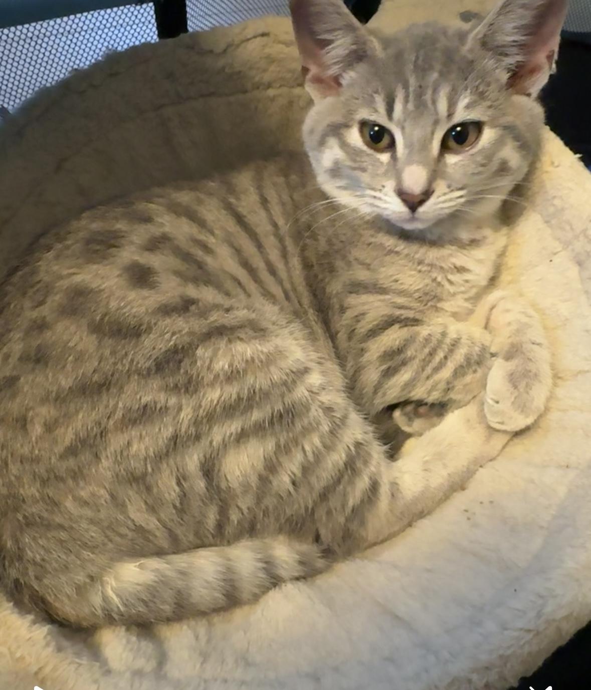 Charlotte , a ADOPTABLE Domestic Short Hair in Bonney Lake, WA image 2/5