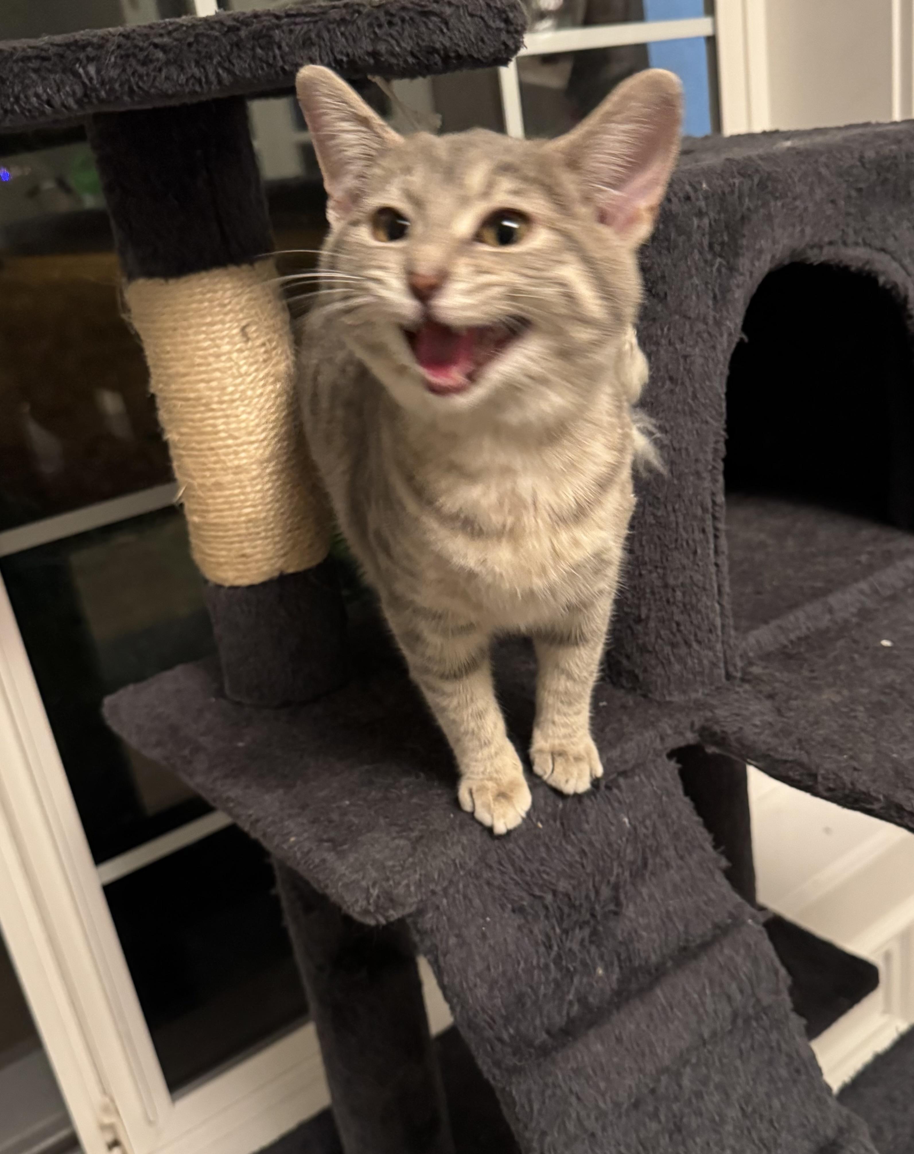 Charlotte , a ADOPTABLE Domestic Short Hair in Bonney Lake, WA image 3/5