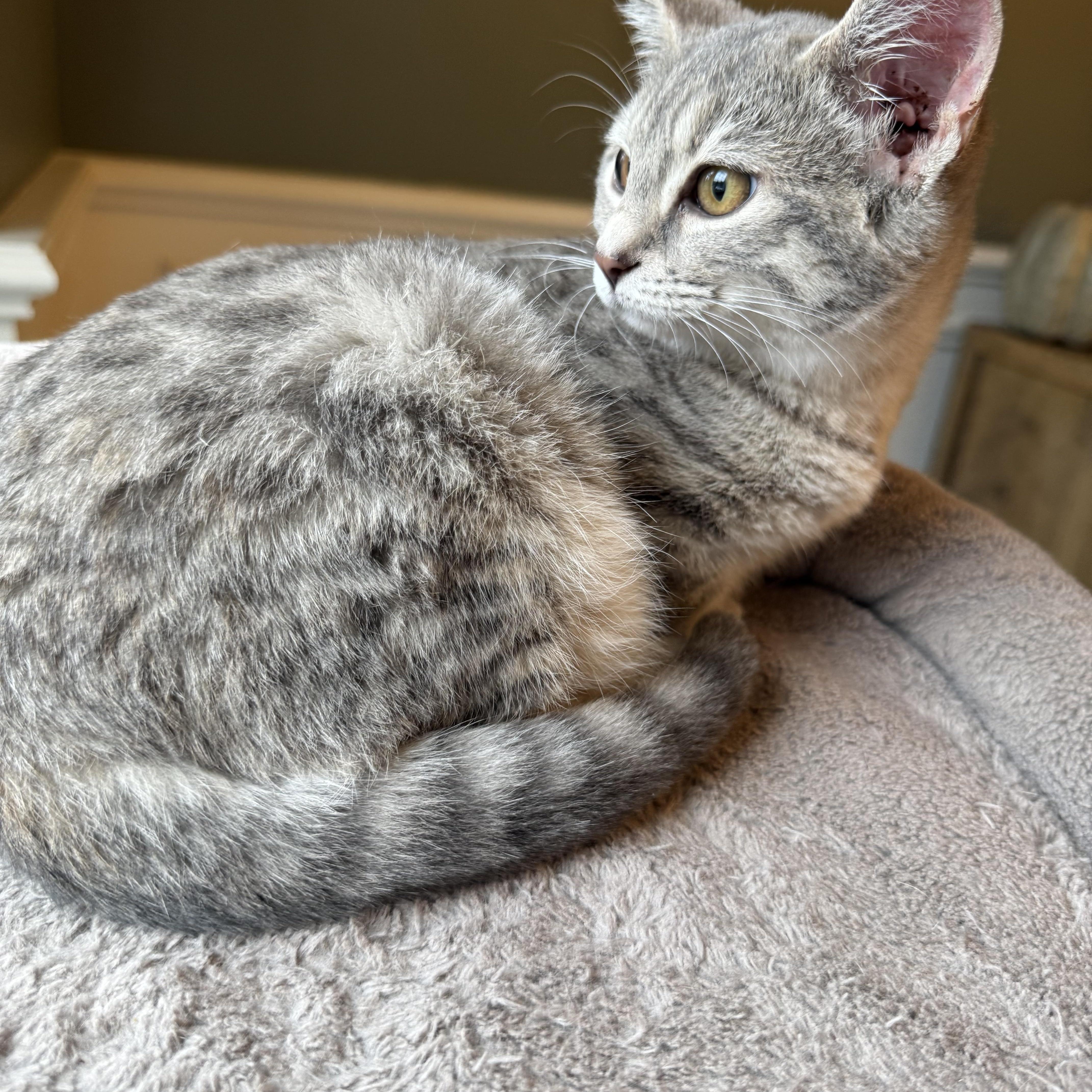Charlotte , a ADOPTABLE Domestic Short Hair in Bonney Lake, WA image 4/5