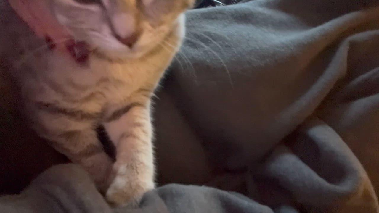 Charlotte , a ADOPTABLE Domestic Short Hair in Bonney Lake, WA image 5/5