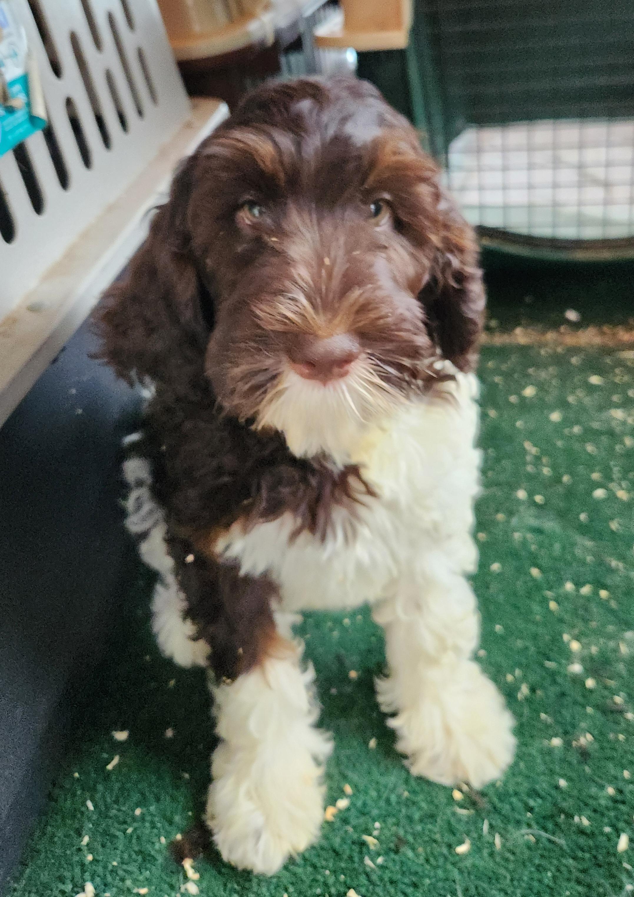 Olivia, an adoptable Bernedoodle in Liberty Center, OH, 43532 | Photo Image 1