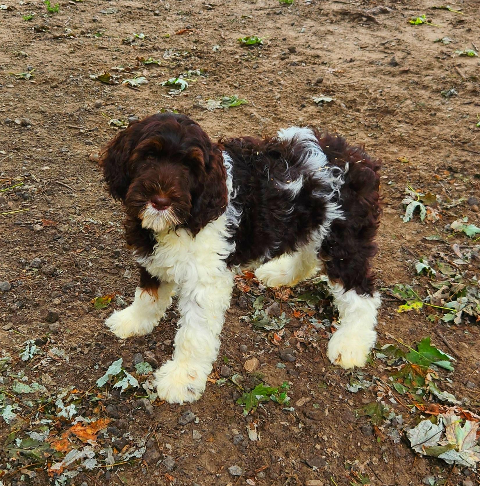 Olivia, an adoptable Bernedoodle in Liberty Center, OH, 43532 | Photo Image 2