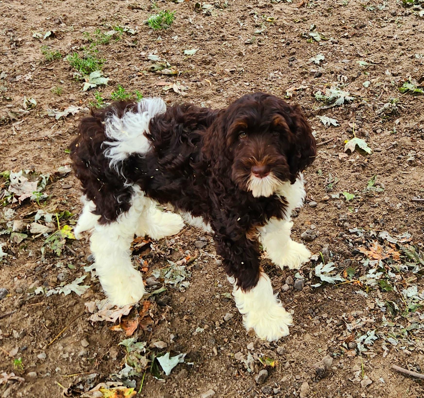 Olivia, an adoptable Bernedoodle in Liberty Center, OH, 43532 | Photo Image 4