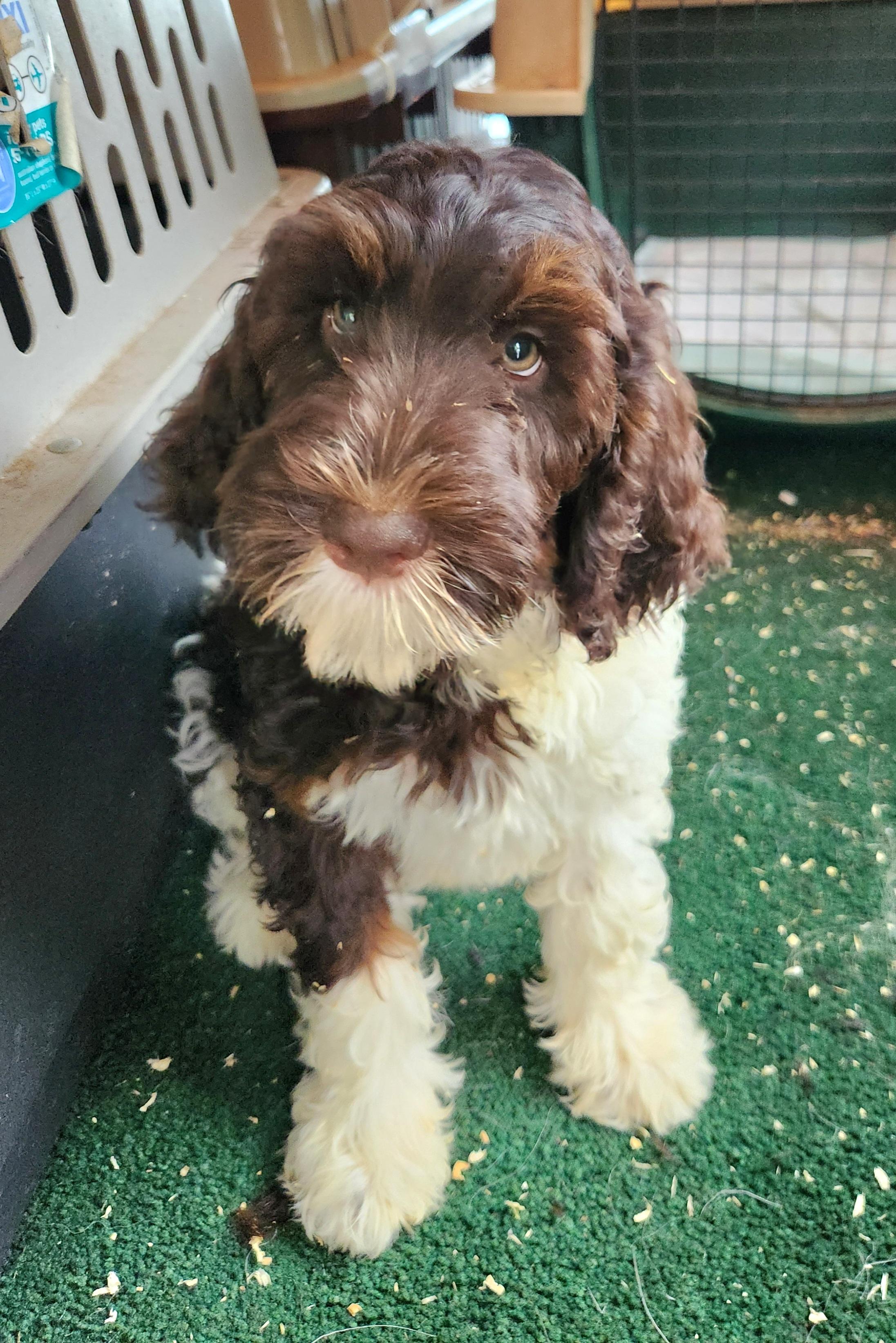 Olivia, an adoptable Bernedoodle in Liberty Center, OH, 43532 | Photo Image 5