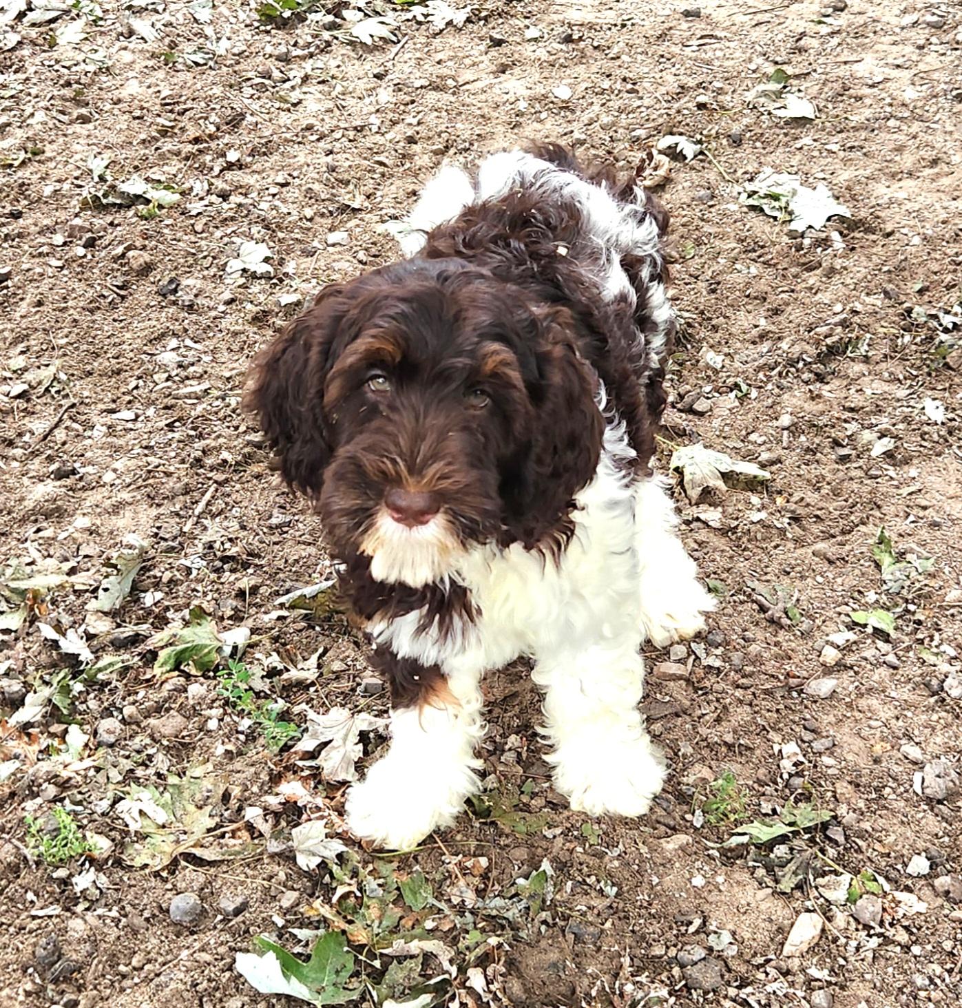 Olivia, an adoptable Bernedoodle in Liberty Center, OH, 43532 | Photo Image 3