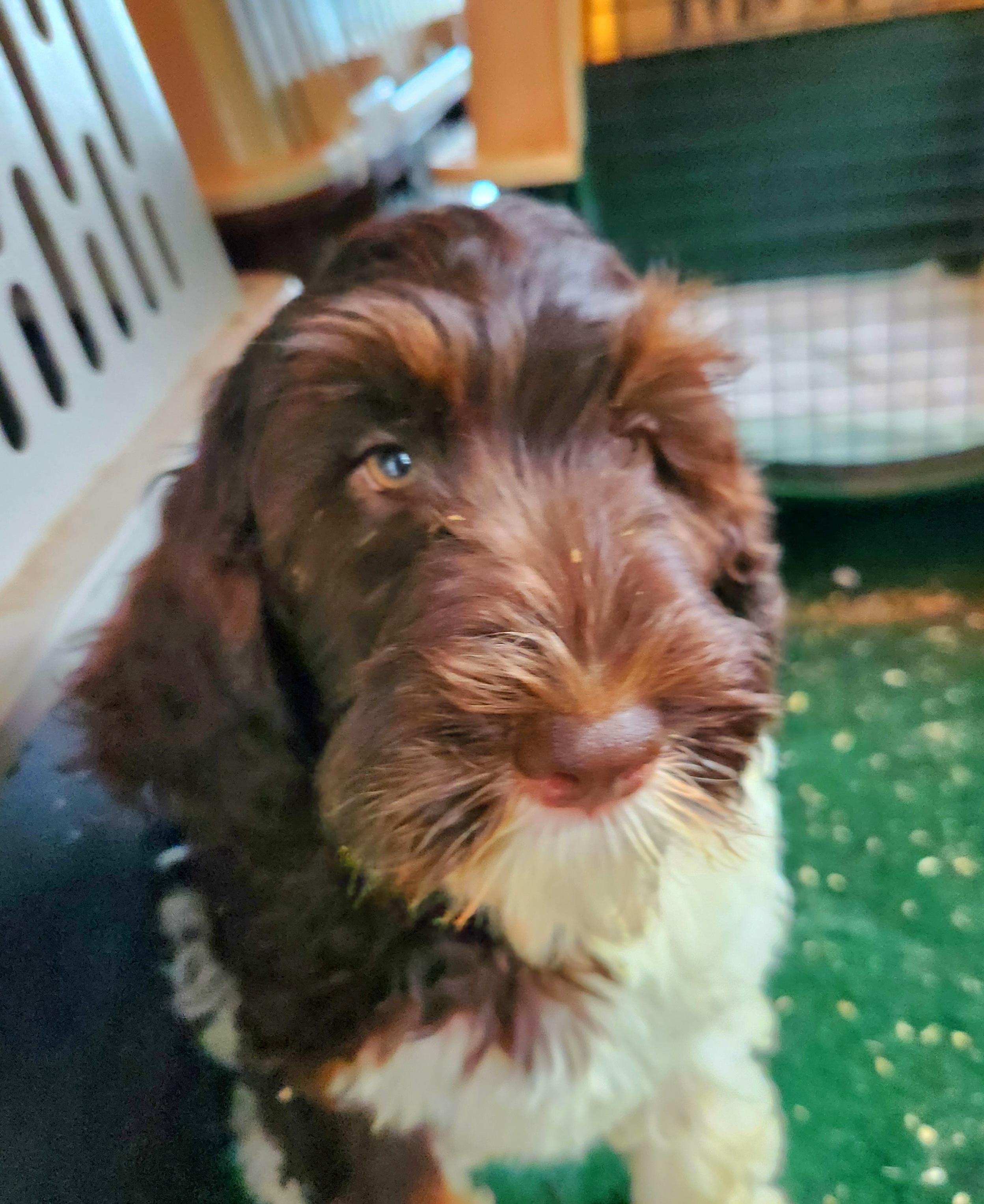 Olivia, an adoptable Bernedoodle in Liberty Center, OH, 43532 | Photo Image 6
