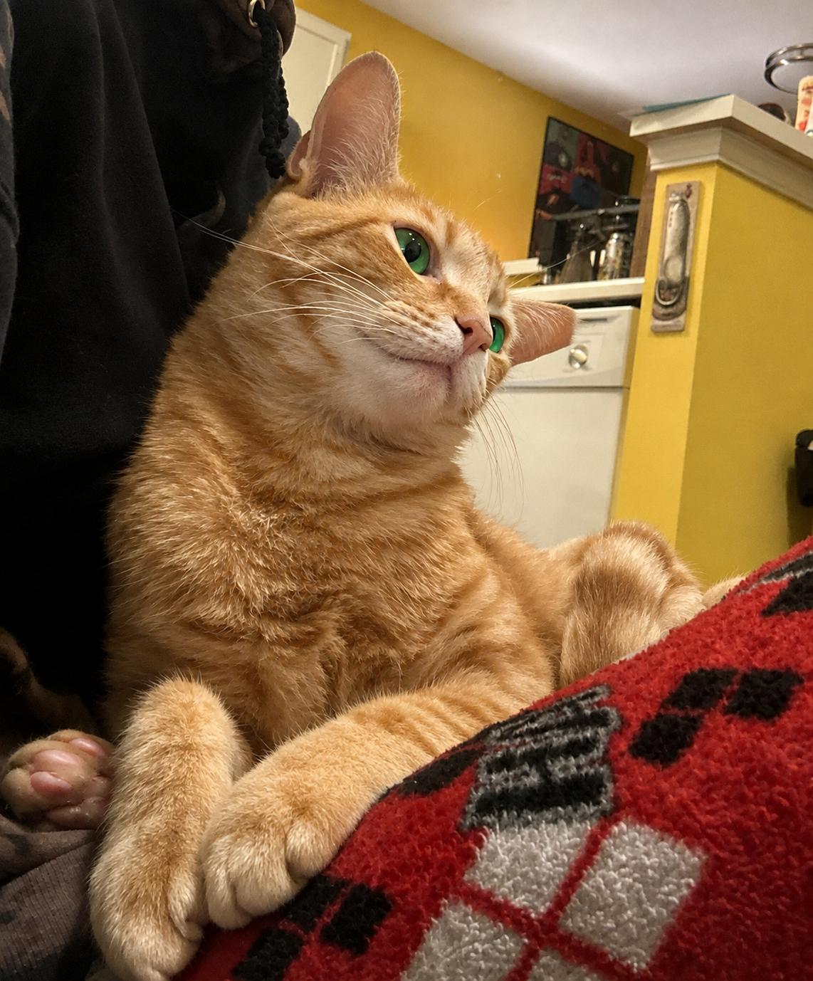 Biscuit, a Adoptable Domestic Short Hair in Charlotte, NC image 3/6