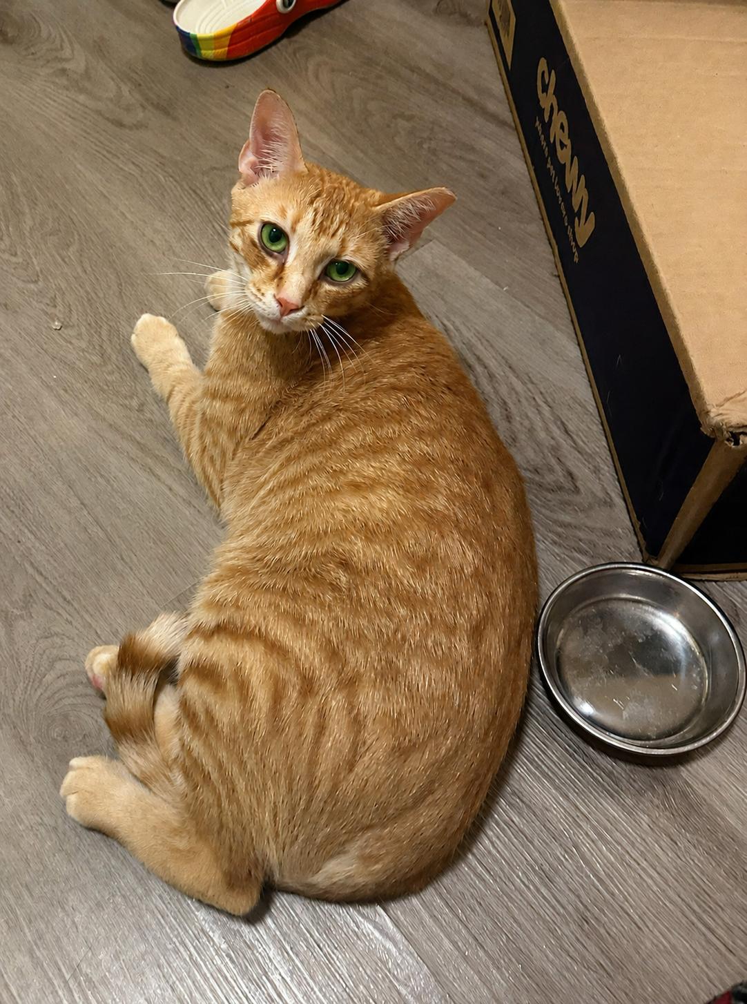 Biscuit, a Adoptable Domestic Short Hair in Charlotte, NC image 4/6
