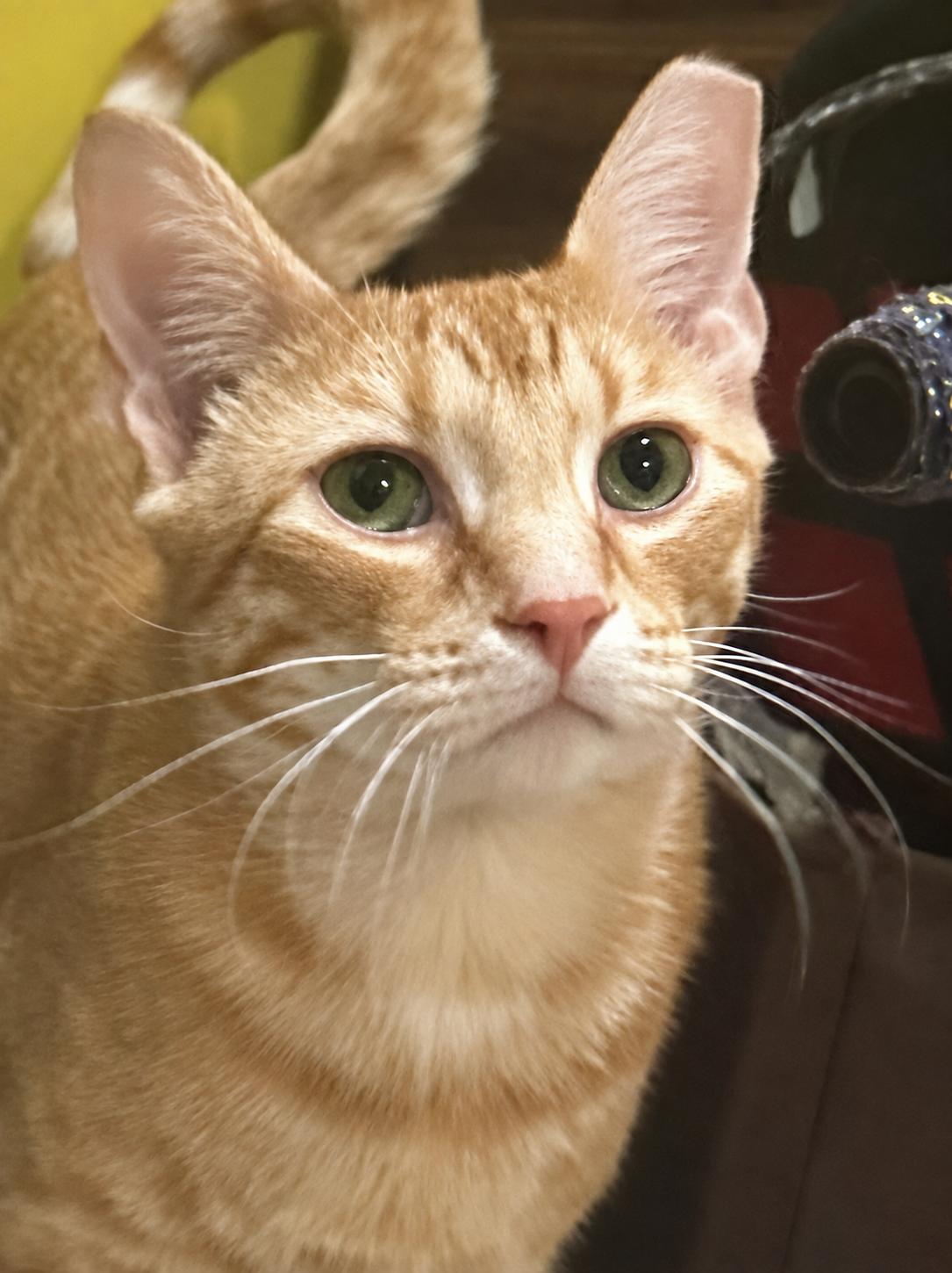 Biscuit, a Adoptable Domestic Short Hair in Charlotte, NC image 2/6