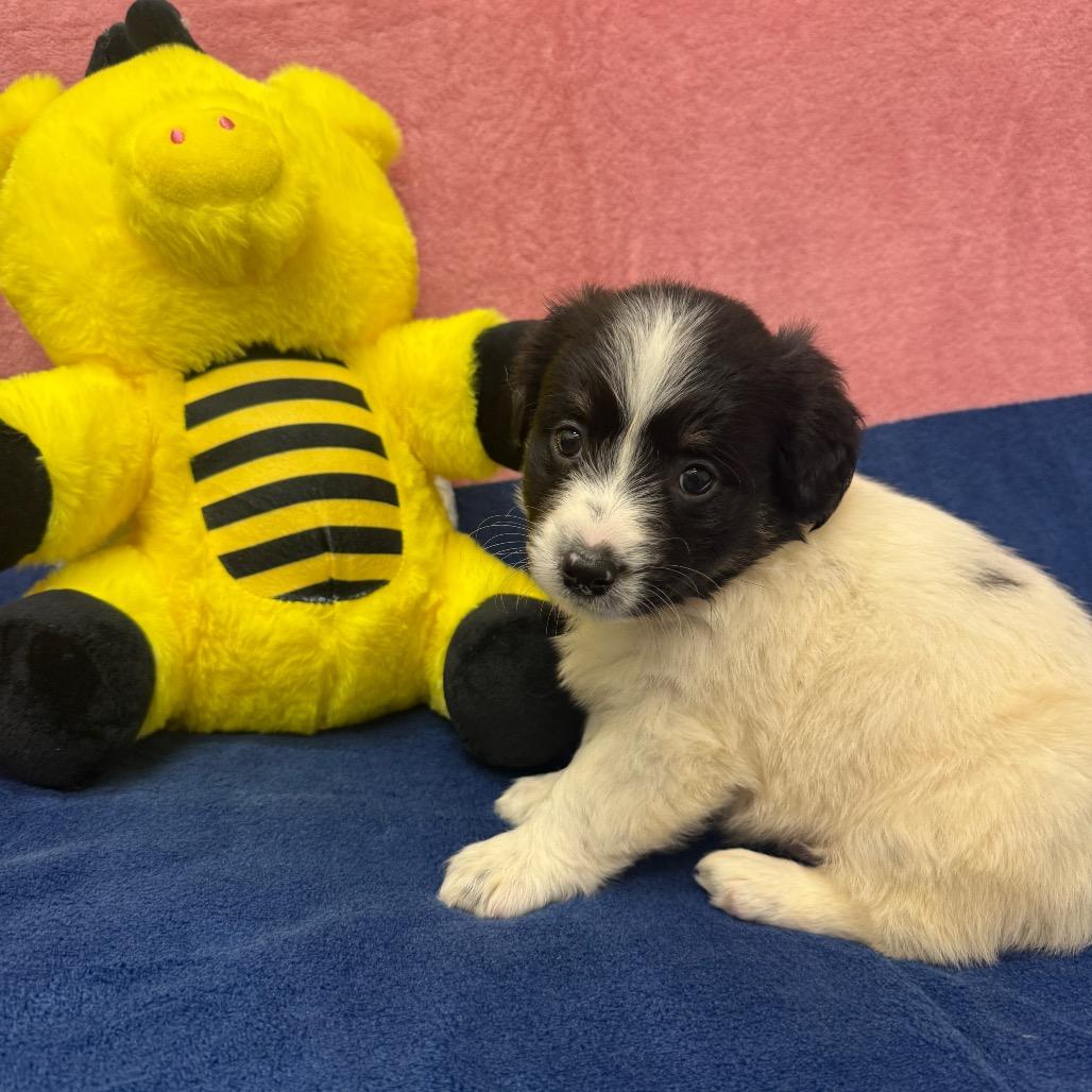 Merle, a Adoptable Border Collie in Houston, TX image 1/3
