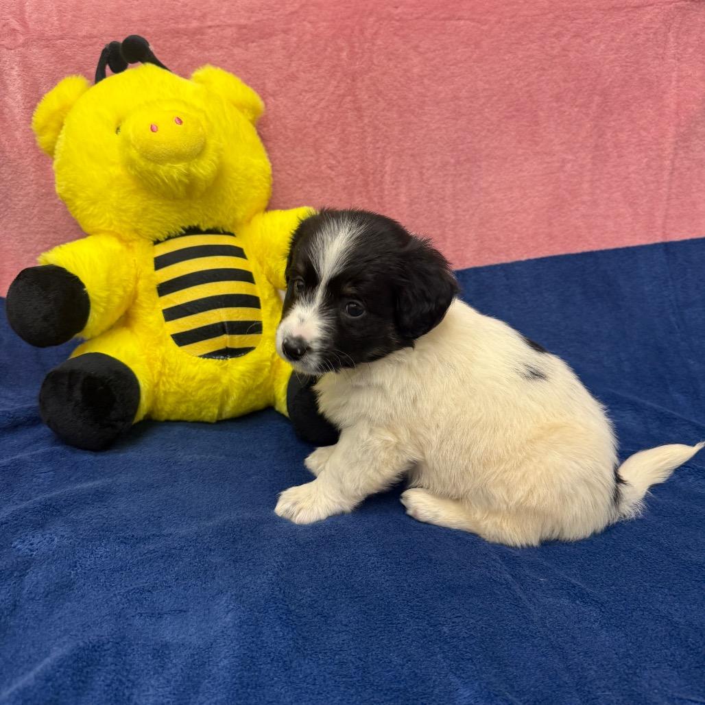 Merle, a Adoptable Border Collie in Houston, TX image 2/3