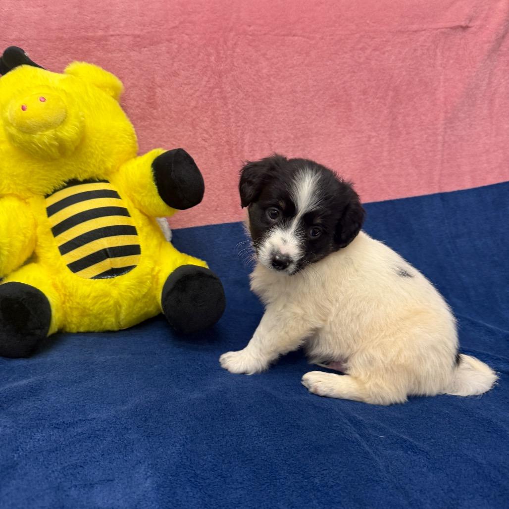 Merle, a Adoptable Border Collie in Houston, TX image 3/3