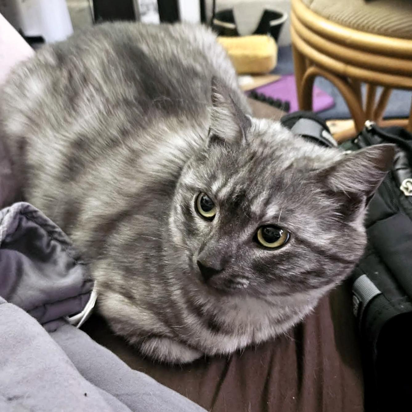 Enlarge Cinder, an adoptable Domestic Short Hair in Pittsburgh, PA image 3/6