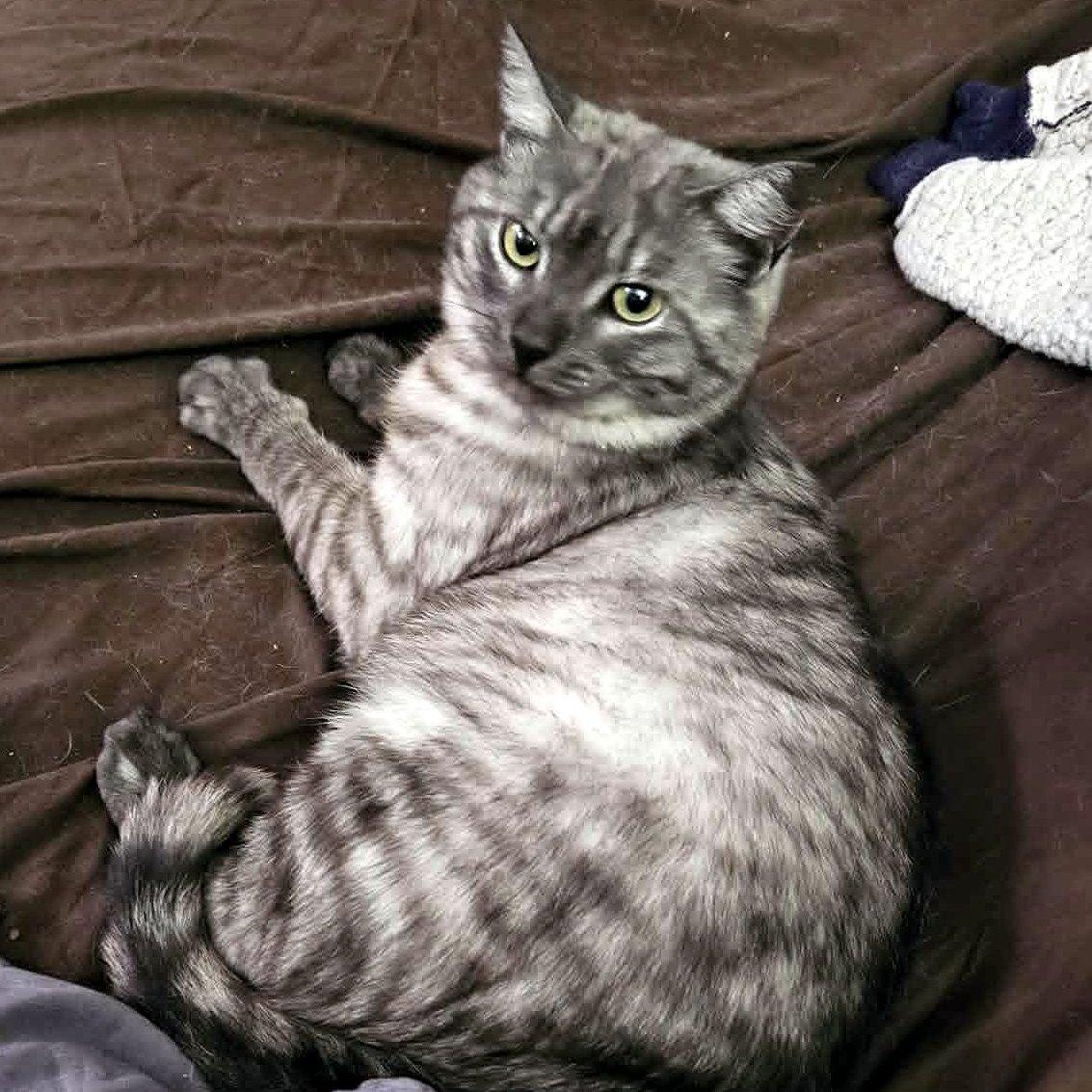 Enlarge Cinder, an adoptable Domestic Short Hair in Pittsburgh, PA image 1/6