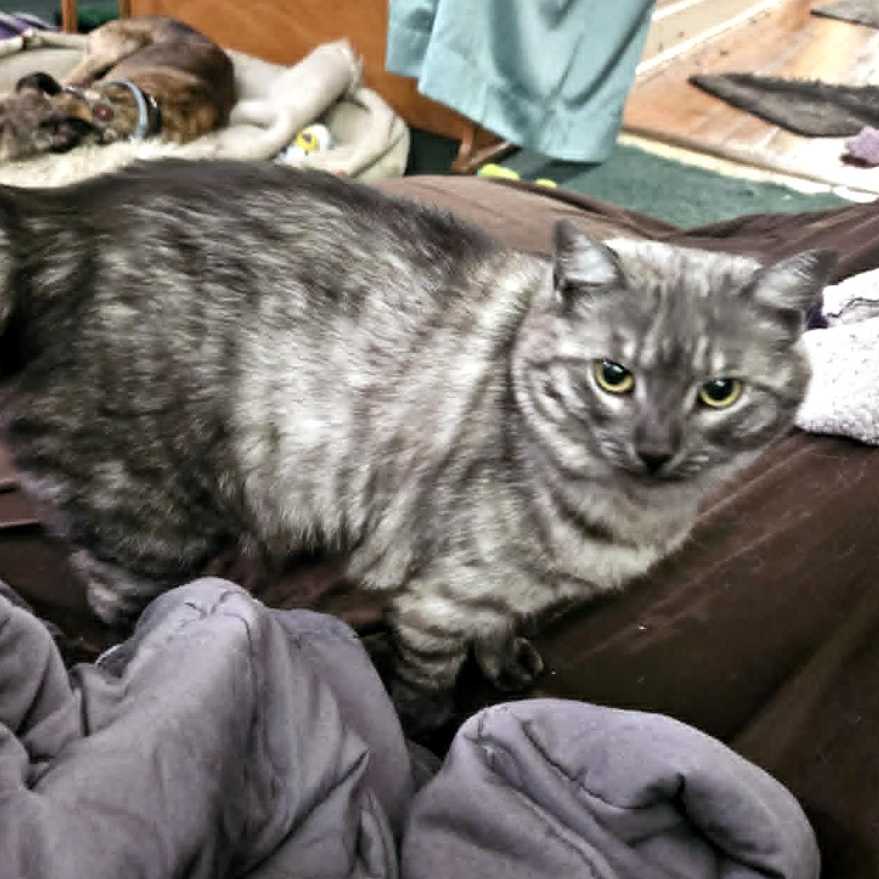 Enlarge Cinder, an adoptable Domestic Short Hair in Pittsburgh, PA image 4/6