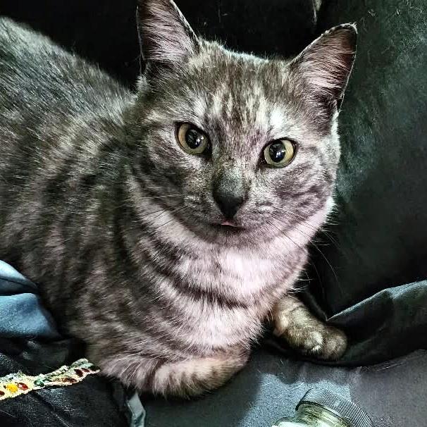 Enlarge Cinder, an adoptable Domestic Short Hair in Pittsburgh, PA image 2/6