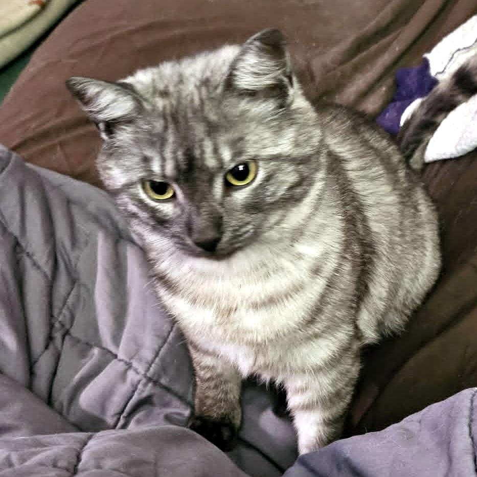 Enlarge Cinder, an adoptable Domestic Short Hair in Pittsburgh, PA image 5/6
