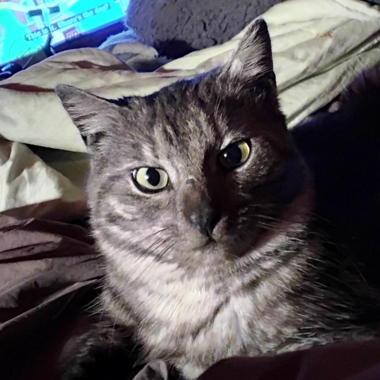 Enlarge Cinder, an adoptable Domestic Short Hair in Pittsburgh, PA image 6/6