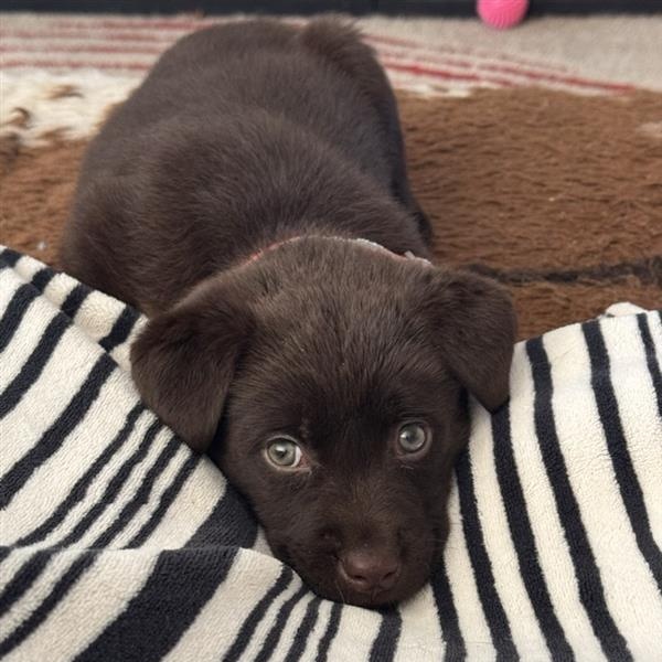 Sweet Shadow, ADOPTABLE, Puppy Male Labrador Retriever.
