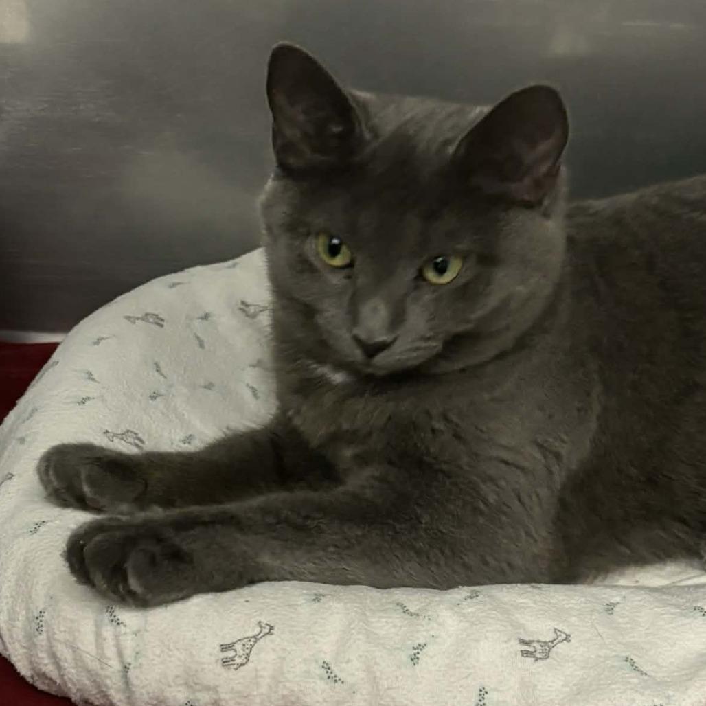 Shadow, Adoptable, Young Male Domestic Short Hair & Russian Blue.