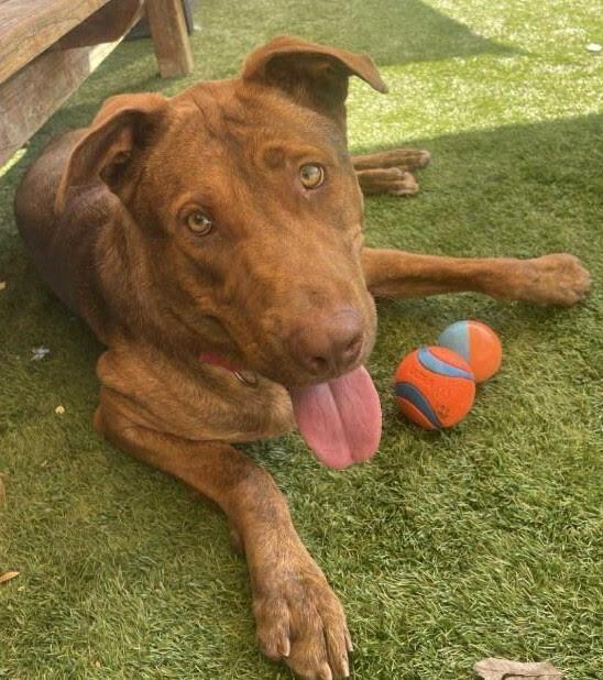 Rocky, a Adoptable mixed breed in Roseville, CA image 5/6