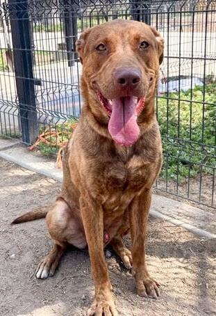 Rocky, a Adoptable mixed breed in Roseville, CA image 3/6