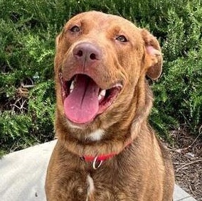 Rocky, Adoptable, Adult Male Pit Bull Terrier.