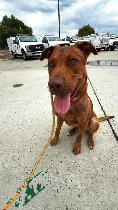 Enlarge Rocky, a Adoptable mixed breed in Roseville, CA video 6/6