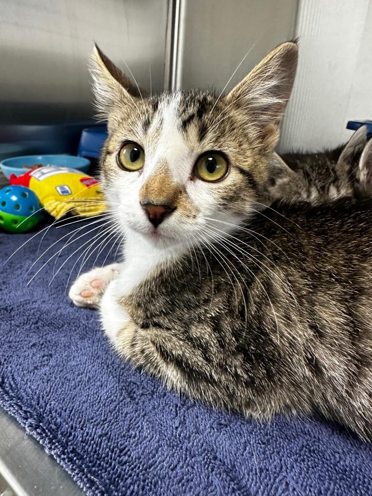 Crema, Adoptable, Kitten Female Domestic Short Hair.