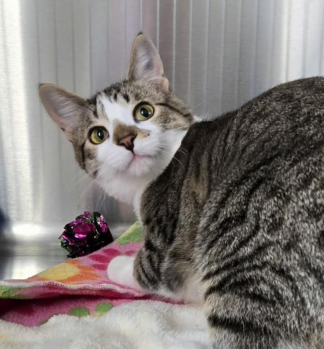 Enlarge Crema, a Adoptable mixed breed in Jonesboro, AR image 2/2